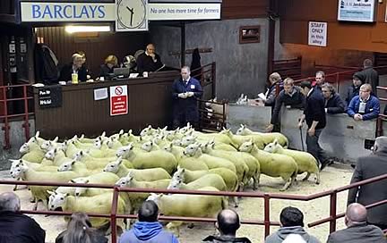 Border Ewe Sale